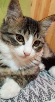 KEDİLER ÖLMESİN KAMPANYASI